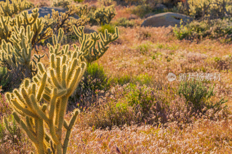 Anza Borrego沙漠国家公园的Cholla仙人掌和草(P)